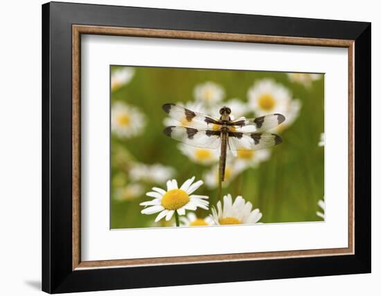 Female Blue Dasher Dragonfly on Daisy, Pachydiplax Longipennis, Kentucky-Adam Jones-Framed Photographic Print