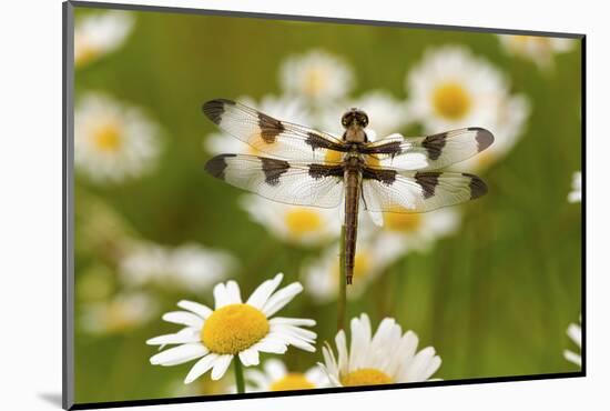 Female Blue Dasher Dragonfly on Daisy, Pachydiplax Longipennis, Kentucky-Adam Jones-Mounted Photographic Print