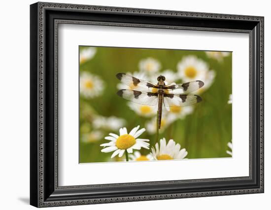Female Blue Dasher Dragonfly on Daisy, Pachydiplax Longipennis, Kentucky-Adam Jones-Framed Photographic Print