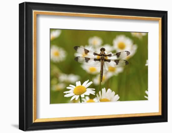 Female Blue Dasher Dragonfly on Daisy, Pachydiplax Longipennis, Kentucky-Adam Jones-Framed Photographic Print