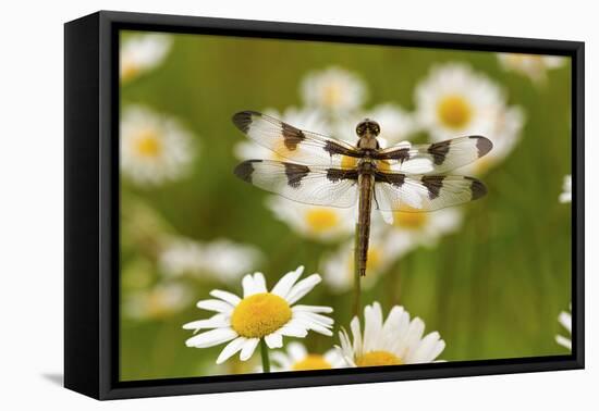 Female Blue Dasher Dragonfly on Daisy, Pachydiplax Longipennis, Kentucky-Adam Jones-Framed Premier Image Canvas