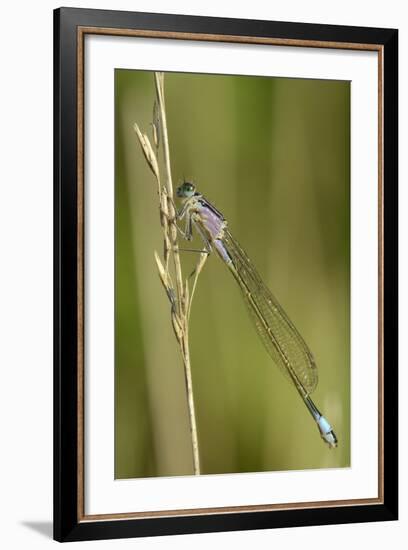 Female Blue-Tailed Damselfly (Ischnura Elegans)-Nick Upton-Framed Photographic Print