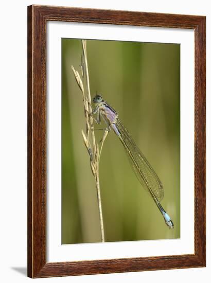 Female Blue-Tailed Damselfly (Ischnura Elegans)-Nick Upton-Framed Photographic Print