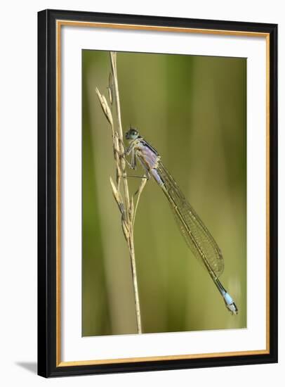 Female Blue-Tailed Damselfly (Ischnura Elegans)-Nick Upton-Framed Photographic Print