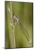 Female Blue-Tailed Damselfly (Ischnura Elegans)-Nick Upton-Mounted Photographic Print