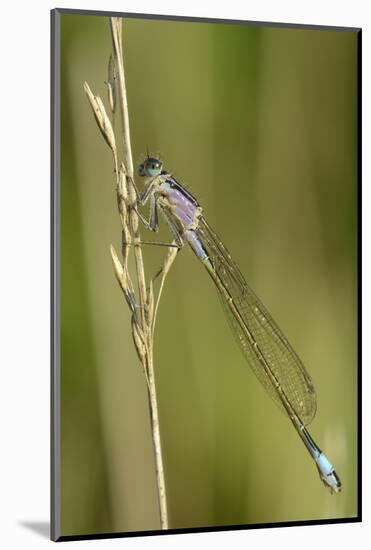 Female Blue-Tailed Damselfly (Ischnura Elegans)-Nick Upton-Mounted Photographic Print