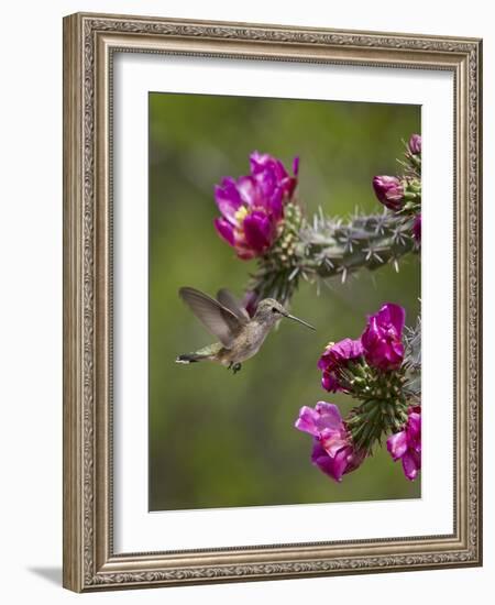 Female Broad-Tailed Hummingbird (Selasphorus Platycercus) Feeding at a Walkingstick (Cane) Cholla-James Hager-Framed Photographic Print