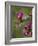 Female Broad-Tailed Hummingbird (Selasphorus Platycercus) Feeding at a Walkingstick (Cane) Cholla-James Hager-Framed Photographic Print