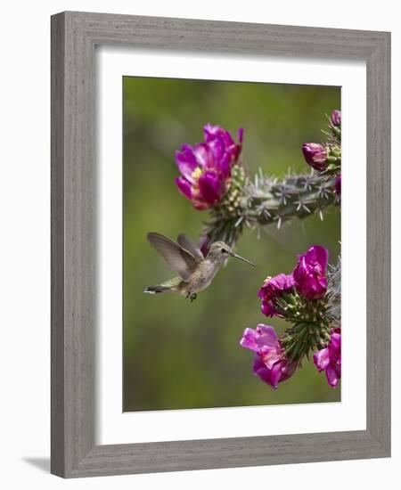 Female Broad-Tailed Hummingbird (Selasphorus Platycercus) Feeding at a Walkingstick (Cane) Cholla-James Hager-Framed Photographic Print