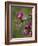 Female Broad-Tailed Hummingbird (Selasphorus Platycercus) Feeding at a Walkingstick (Cane) Cholla-James Hager-Framed Photographic Print