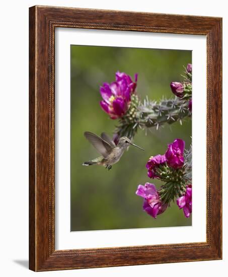 Female Broad-Tailed Hummingbird (Selasphorus Platycercus) Feeding at a Walkingstick (Cane) Cholla-James Hager-Framed Photographic Print