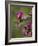 Female Broad-Tailed Hummingbird (Selasphorus Platycercus) Feeding at a Walkingstick (Cane) Cholla-James Hager-Framed Photographic Print