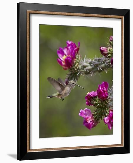 Female Broad-Tailed Hummingbird (Selasphorus Platycercus) Feeding at a Walkingstick (Cane) Cholla-James Hager-Framed Photographic Print