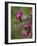 Female Broad-Tailed Hummingbird (Selasphorus Platycercus) Feeding at a Walkingstick (Cane) Cholla-James Hager-Framed Photographic Print