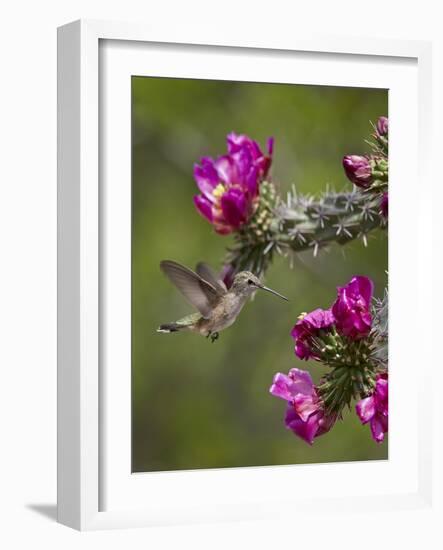 Female Broad-Tailed Hummingbird (Selasphorus Platycercus) Feeding at a Walkingstick (Cane) Cholla-James Hager-Framed Photographic Print