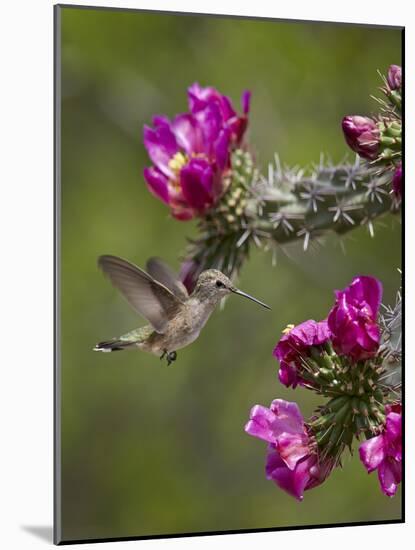 Female Broad-Tailed Hummingbird (Selasphorus Platycercus) Feeding at a Walkingstick (Cane) Cholla-James Hager-Mounted Photographic Print