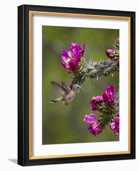 Female Broad-Tailed Hummingbird (Selasphorus Platycercus) Feeding at a Walkingstick (Cane) Cholla-James Hager-Framed Photographic Print