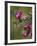 Female Broad-Tailed Hummingbird (Selasphorus Platycercus) Feeding at a Walkingstick (Cane) Cholla-James Hager-Framed Photographic Print