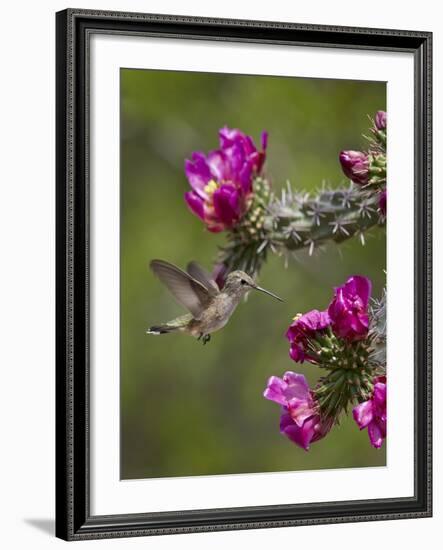 Female Broad-Tailed Hummingbird (Selasphorus Platycercus) Feeding at a Walkingstick (Cane) Cholla-James Hager-Framed Photographic Print