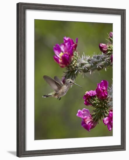 Female Broad-Tailed Hummingbird (Selasphorus Platycercus) Feeding at a Walkingstick (Cane) Cholla-James Hager-Framed Photographic Print