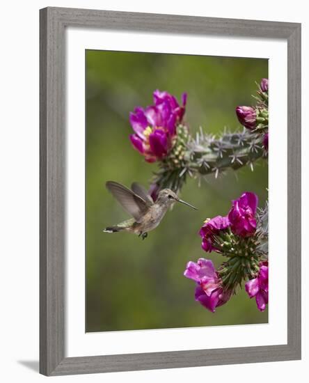 Female Broad-Tailed Hummingbird (Selasphorus Platycercus) Feeding at a Walkingstick (Cane) Cholla-James Hager-Framed Photographic Print