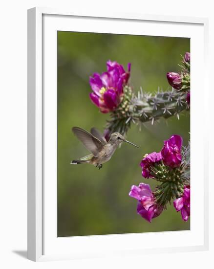 Female Broad-Tailed Hummingbird (Selasphorus Platycercus) Feeding at a Walkingstick (Cane) Cholla-James Hager-Framed Photographic Print