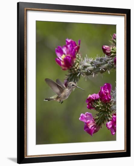 Female Broad-Tailed Hummingbird (Selasphorus Platycercus) Feeding at a Walkingstick (Cane) Cholla-James Hager-Framed Photographic Print