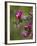 Female Broad-Tailed Hummingbird (Selasphorus Platycercus) Feeding at a Walkingstick (Cane) Cholla-James Hager-Framed Photographic Print