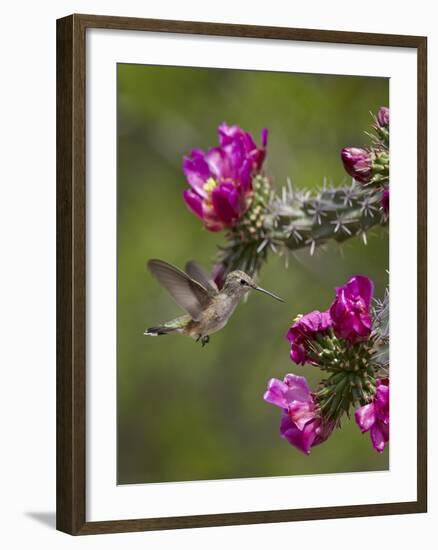 Female Broad-Tailed Hummingbird (Selasphorus Platycercus) Feeding at a Walkingstick (Cane) Cholla-James Hager-Framed Photographic Print