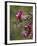 Female Broad-Tailed Hummingbird (Selasphorus Platycercus) Feeding at a Walkingstick (Cane) Cholla-James Hager-Framed Photographic Print