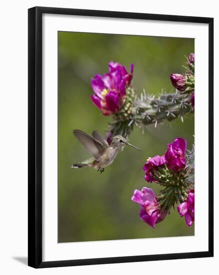 Female Broad-Tailed Hummingbird (Selasphorus Platycercus) Feeding at a Walkingstick (Cane) Cholla-James Hager-Framed Photographic Print