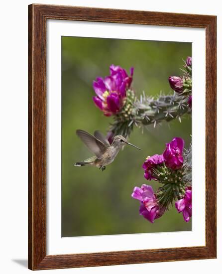 Female Broad-Tailed Hummingbird (Selasphorus Platycercus) Feeding at a Walkingstick (Cane) Cholla-James Hager-Framed Photographic Print