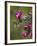 Female Broad-Tailed Hummingbird (Selasphorus Platycercus) Feeding at a Walkingstick (Cane) Cholla-James Hager-Framed Photographic Print