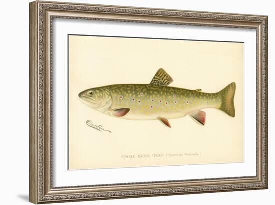 Female Brook Trout-null-Framed Giclee Print