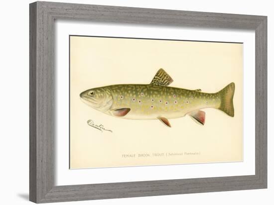 Female Brook Trout-null-Framed Giclee Print