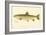 Female Brook Trout-null-Framed Giclee Print