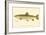 Female Brook Trout-null-Framed Giclee Print