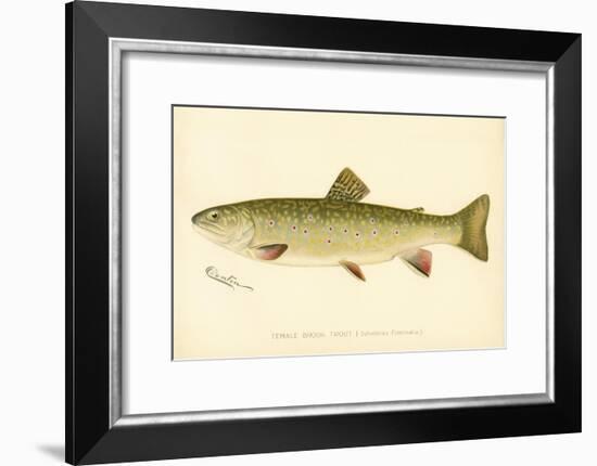 Female Brook Trout-null-Framed Giclee Print