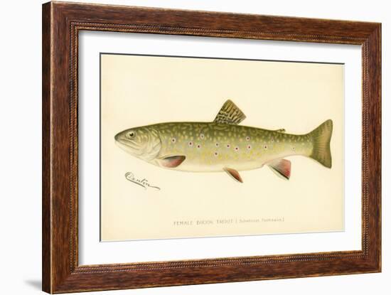 Female Brook Trout-null-Framed Giclee Print