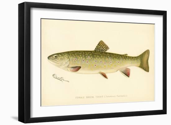 Female Brook Trout-null-Framed Giclee Print