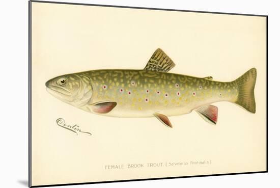 Female Brook Trout-null-Mounted Giclee Print