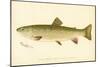 Female Brook Trout-null-Mounted Giclee Print