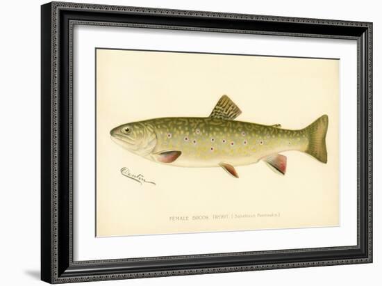 Female Brook Trout-null-Framed Giclee Print