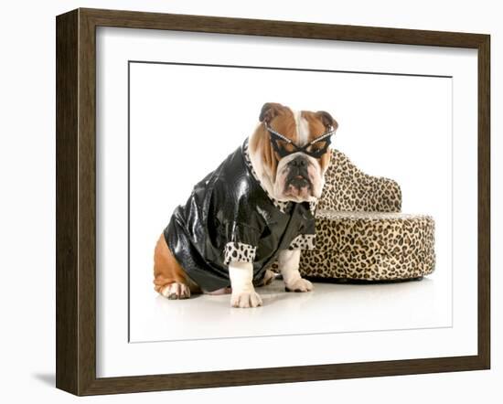 Female Bulldog Humanized With Leather Coat And Glasses Sitting Beside Couch Isolated-Willee Cole-Framed Photographic Print