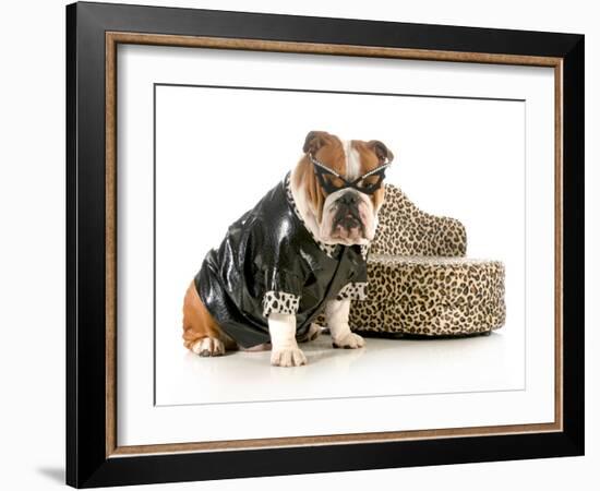 Female Bulldog Humanized With Leather Coat And Glasses Sitting Beside Couch Isolated-Willee Cole-Framed Photographic Print