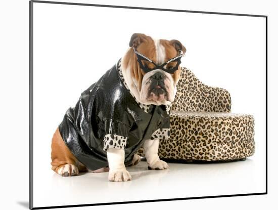 Female Bulldog Humanized With Leather Coat And Glasses Sitting Beside Couch Isolated-Willee Cole-Mounted Photographic Print