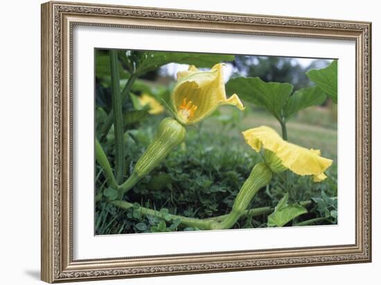 Female Butternut Squash Flowers-David Nunuk-Framed Photographic Print