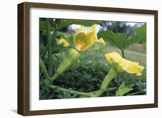 Female Butternut Squash Flowers-David Nunuk-Framed Photographic Print