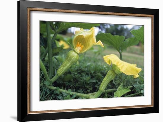 Female Butternut Squash Flowers-David Nunuk-Framed Photographic Print