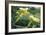 Female Butternut Squash Flowers-David Nunuk-Framed Photographic Print